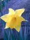Dancing Daffodil