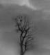 Changeling