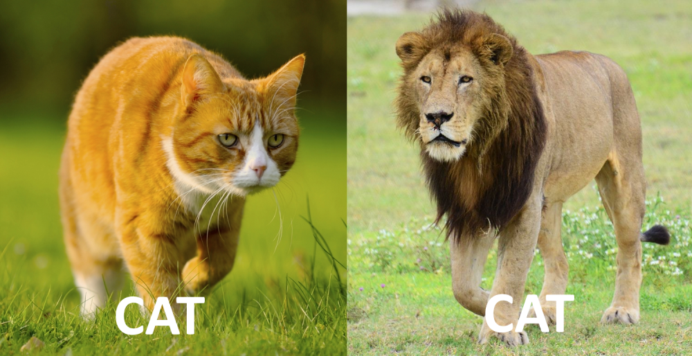 CAT.thumb.png.5c82ae22b4a6cefc9f7b3dd0b6817376.png