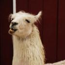 Garlicllama