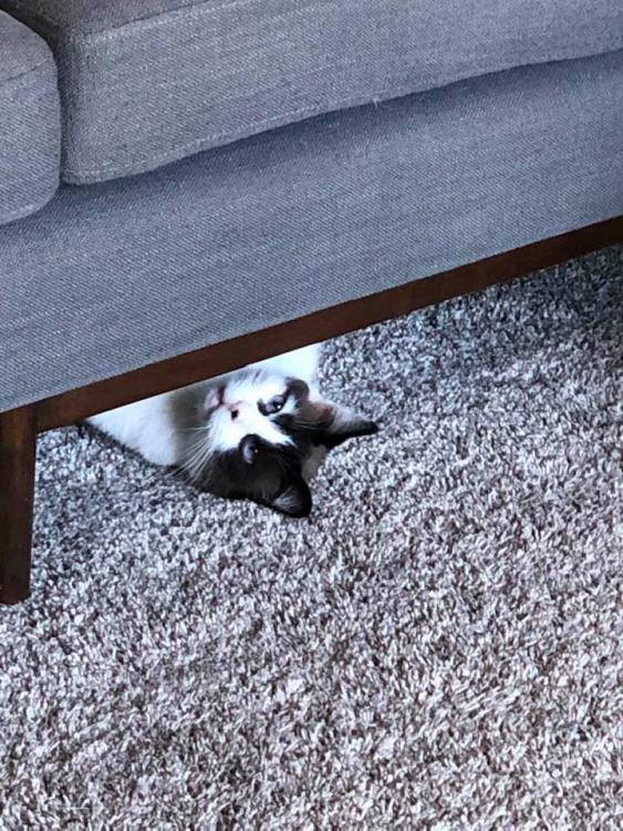 1871091196_Stevethecat.thumb.jpg.fe8f5fc773916b313d13a9723d1b50be.jpg
