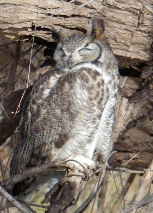 owl.jpg