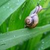 supersnail