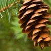Pinecone